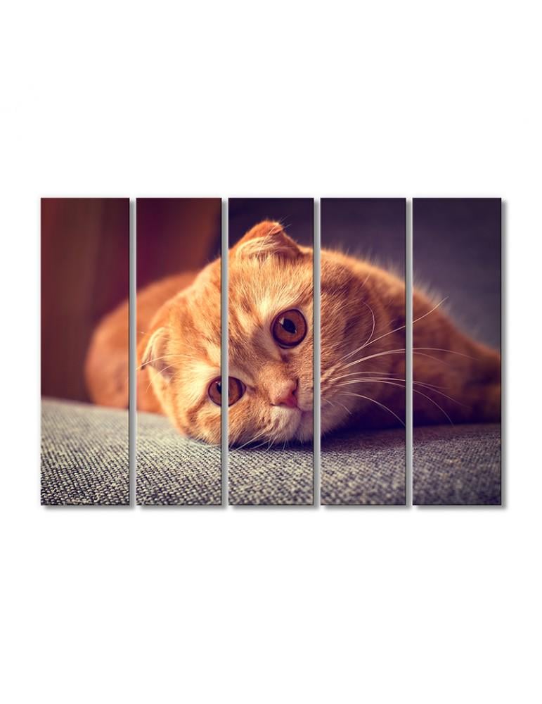 Картина модульная Рыжий котик скоттиш-фолд 5 модулей 70x105  см(Zhivotnye1810009)