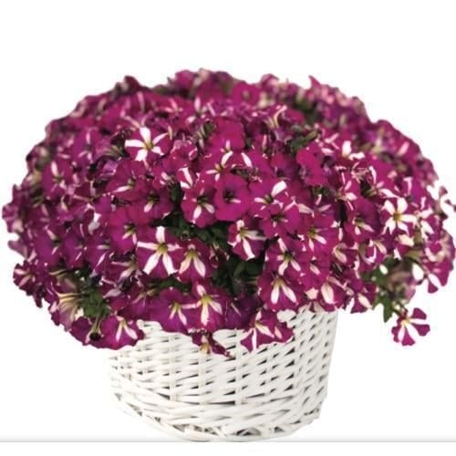 Семена цветов Петуния многоцветковая Mini Stellina Bicolor Purple Farao 100 шт. (BN13338-2)