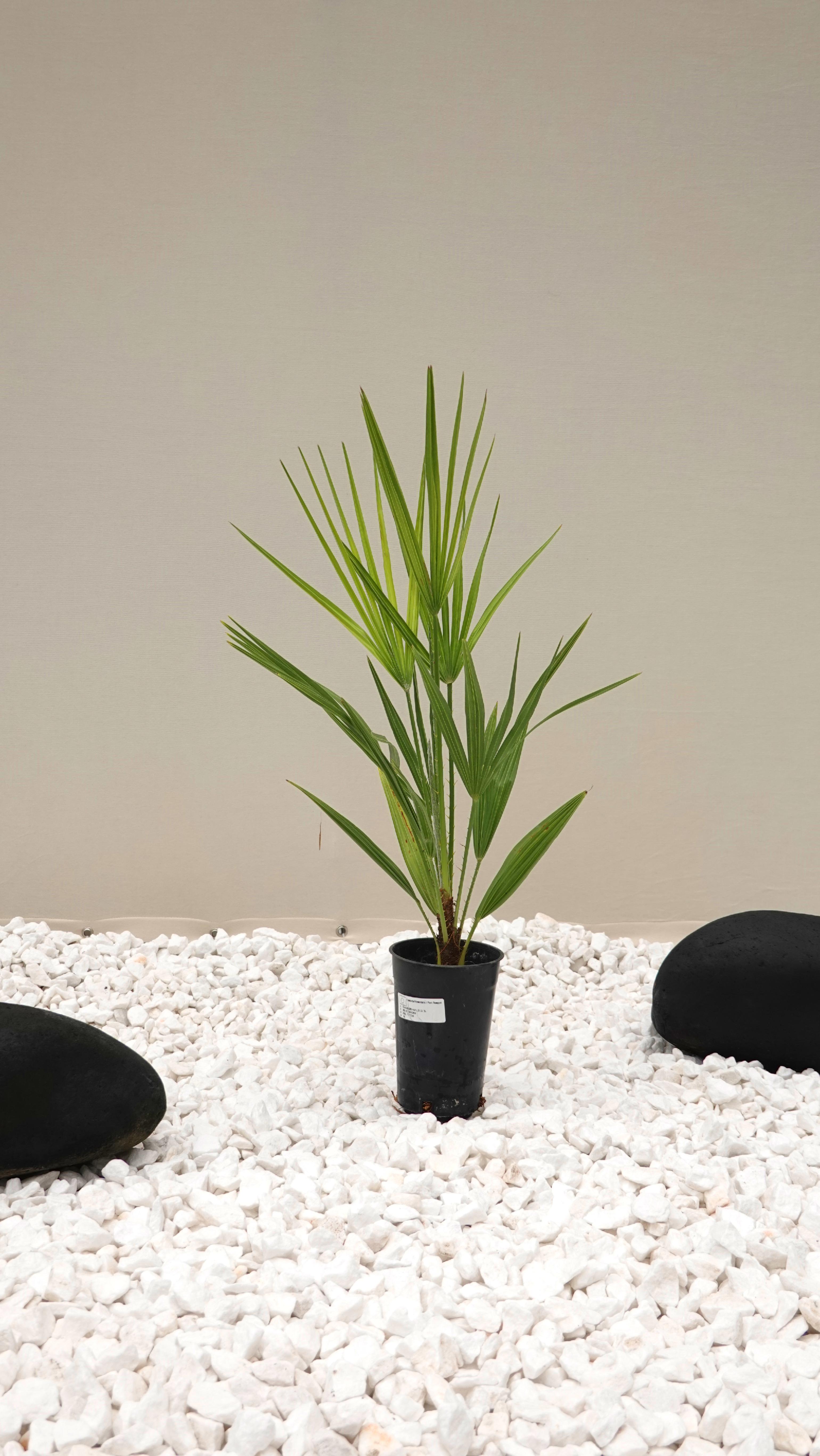 Пальма Хамеропс низкий Chamaerops humilis 65-80 см Пальма Хамеропс низкий Chamaerops humilis 65-80 см