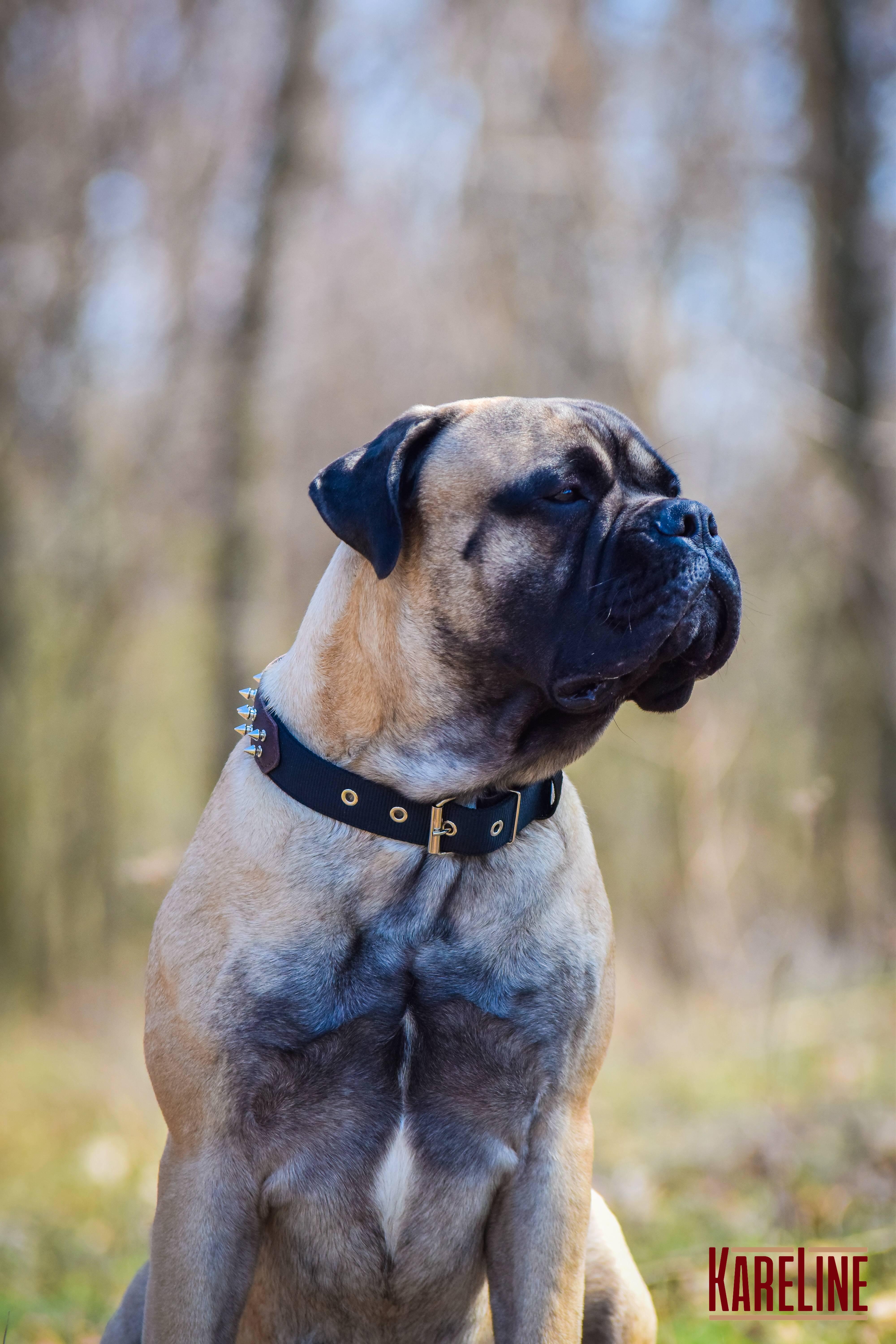 Ошейник KareLine и натуральной кожи с шипами 35 мм 410-510 мм (6606/12) - фото 8 Ошейник KareLine и натуральной кожи с шипами 35 мм 410-510 мм (6606/12) - фото 8