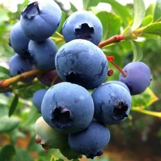 Саджанець лохини Дюк Рання 2,5-річна С2 (2086298929)