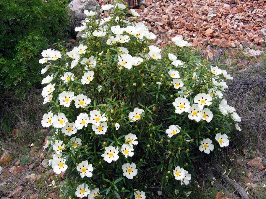 Насіння Cistus ladanifer 10 шт. (2325173586) - фото 4