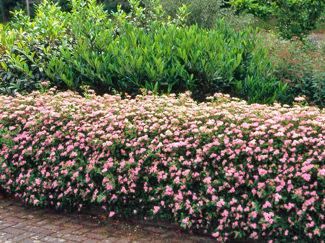 Саженец Спирея японская Little Princess P9 (2-31) - фото 3 Саженец Спирея японская Little Princess P9 (2-31) - фото 3