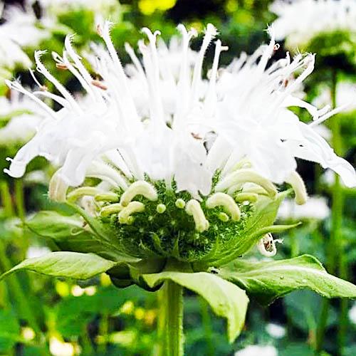 Монарда Florium Schneewittchen (11414) - фото 2