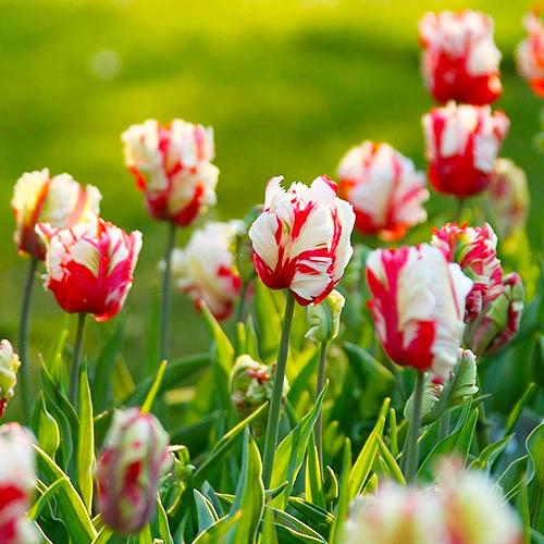 Тюльпан Florium Estella Rijnveld (3320) - фото 3