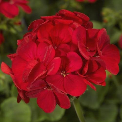 Семена цветов Пеларгония садовая Multibloom Red Syngenta 250 шт. (BN01650-2)