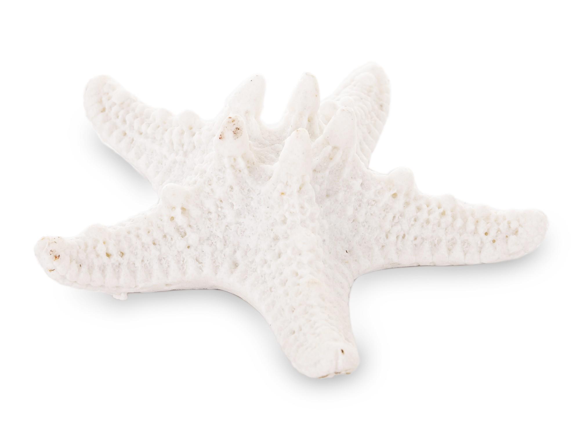 Декоративная Морская звезда (141402)