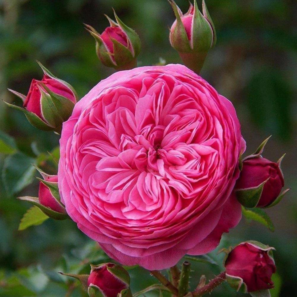 Саженец английских пионовидных роз Леонардо да Винчи (14965139)