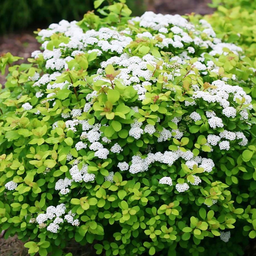 Саджанець спіреї березолистной Тор Spiraea betulifolia Tor Р9 (1447004418) Саджанець спіреї березолистной Тор Spiraea betulifolia Tor Р9 (1447004418)