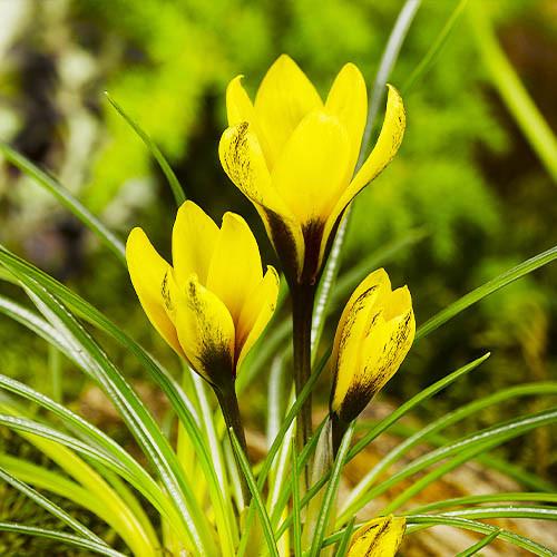 Крокус Florium Korolkowii Florium 50 шт. (18551)