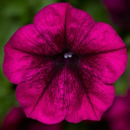 Семена цветов Петуния ампельная FotoFinish Burgundy Syngenta 25 шт. (BN10649-3)