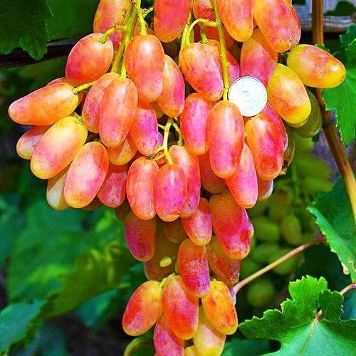 Сажанець Виноград Писанка дуже ранній термін дозрівання (38128)