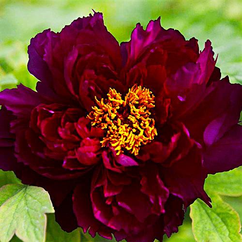 Пион Florium Champion Black Jade Guan Shi Mo Yu древовидный (2766)