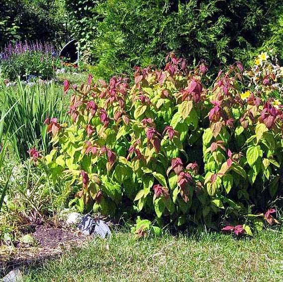 Саджанець спіреї крупнолистної Spiraea japonica Macrophylla Р9 (1041606314) - фото 4