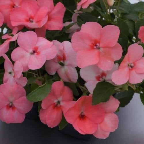 Семена цветов Бальзамин Balance Coral Hem Genetics 10 шт. (BN09296-4)