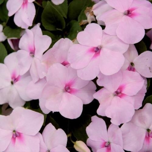 Семена цветов Бальзамин Balance Blush Pink Hem Genetics 50 шт. (BN09292-3)