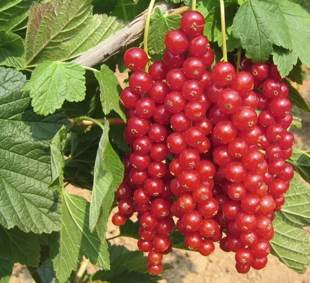 Саджанець порічки Улюблена (2084720695)