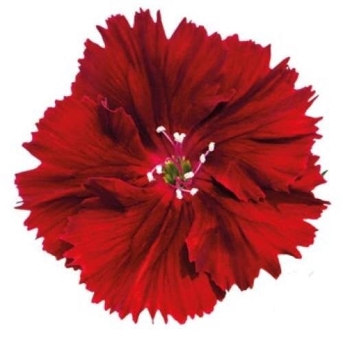 Насіння квітів Гвоздика китайська HemGenetics Diana crimson 10 шт. (BN09204-4)