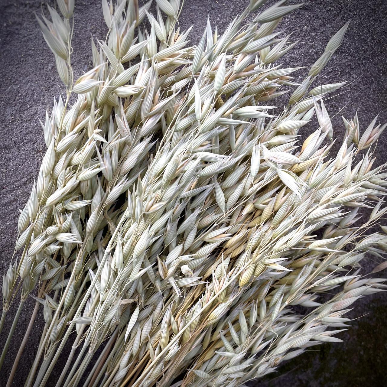 Отборные Колоски Овса сухоцветы натуральные 1000 шт. - фото 2 Отборные Колоски Овса сухоцветы натуральные 1000 шт. - фото 2