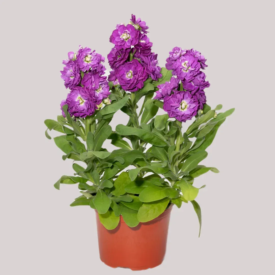 Семена цветов Левка Матиола низкий Cinderella Blue Takii 50 шт. (BN08893-3)