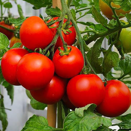 Семена Томат Florium Північна королева ТМ GL Seeds (17268)