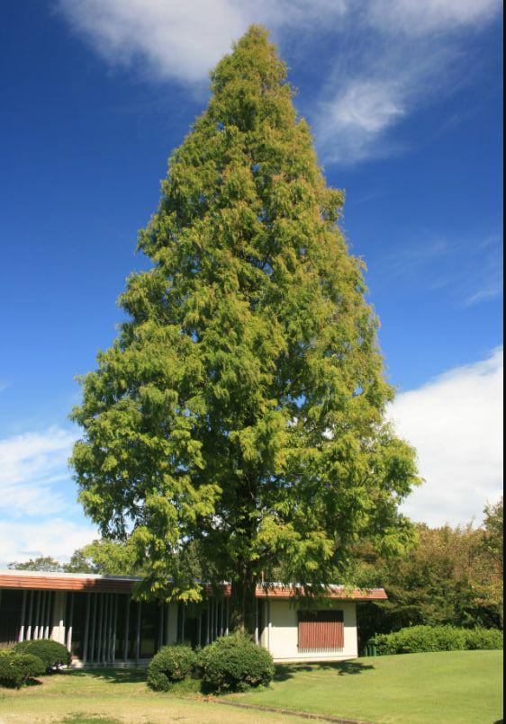 Метасеквойя найдавніша Balemala Metasequoia glyptostroboides 76-100 см (SW10214.1) - фото 2