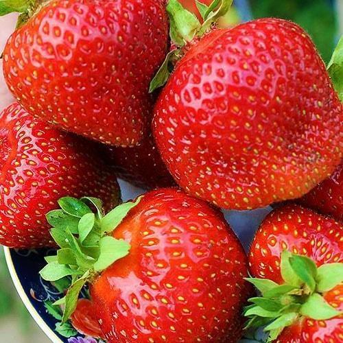 Сажанец Клубника Азия Asia среднеранний срок созревания крупноплодный сорт 5 шт. (36949)