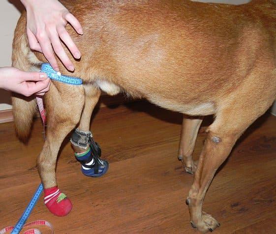 Поддержка для задних лап Frakishtak трусами L+ Черный (28422574) - фото 7 Поддержка для задних лап Frakishtak трусами L+ Черный (28422574) - фото 7