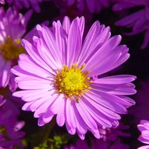Астра Florium Herbstgruß vom Bresserhof (5537)