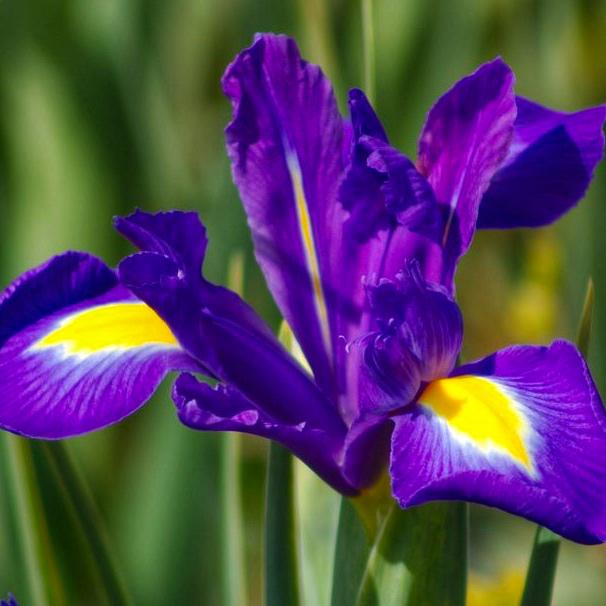 Ирис голландский Purple Sensation 9 шт. (38291095)