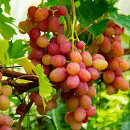 Саженцы винограда Минор черенкованный 2-летний (7070)