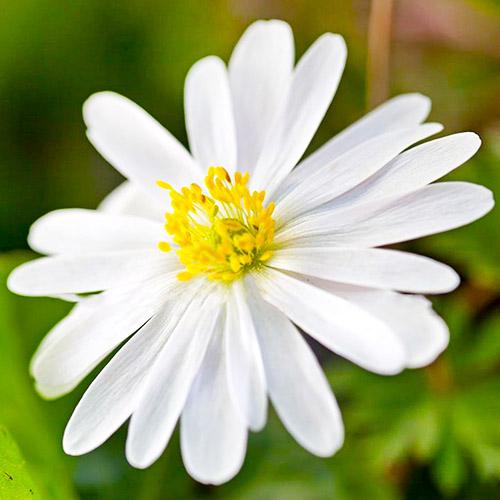 Анемона Florium White Splendour (3995)
