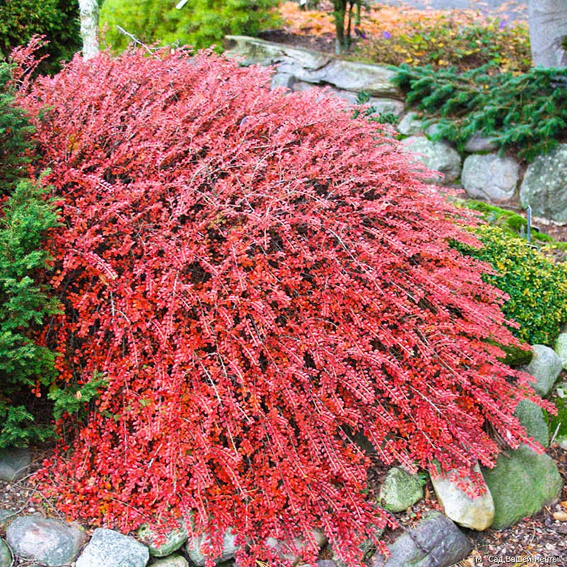 Саджанець Кизильника горизонтального Horizontalis Р9 (18296398) - фото 2