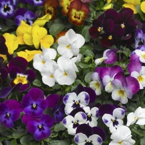 Семена цветов Виола рогатая Deltini Mix Syngenta 100 шт. (BN05577-3)
