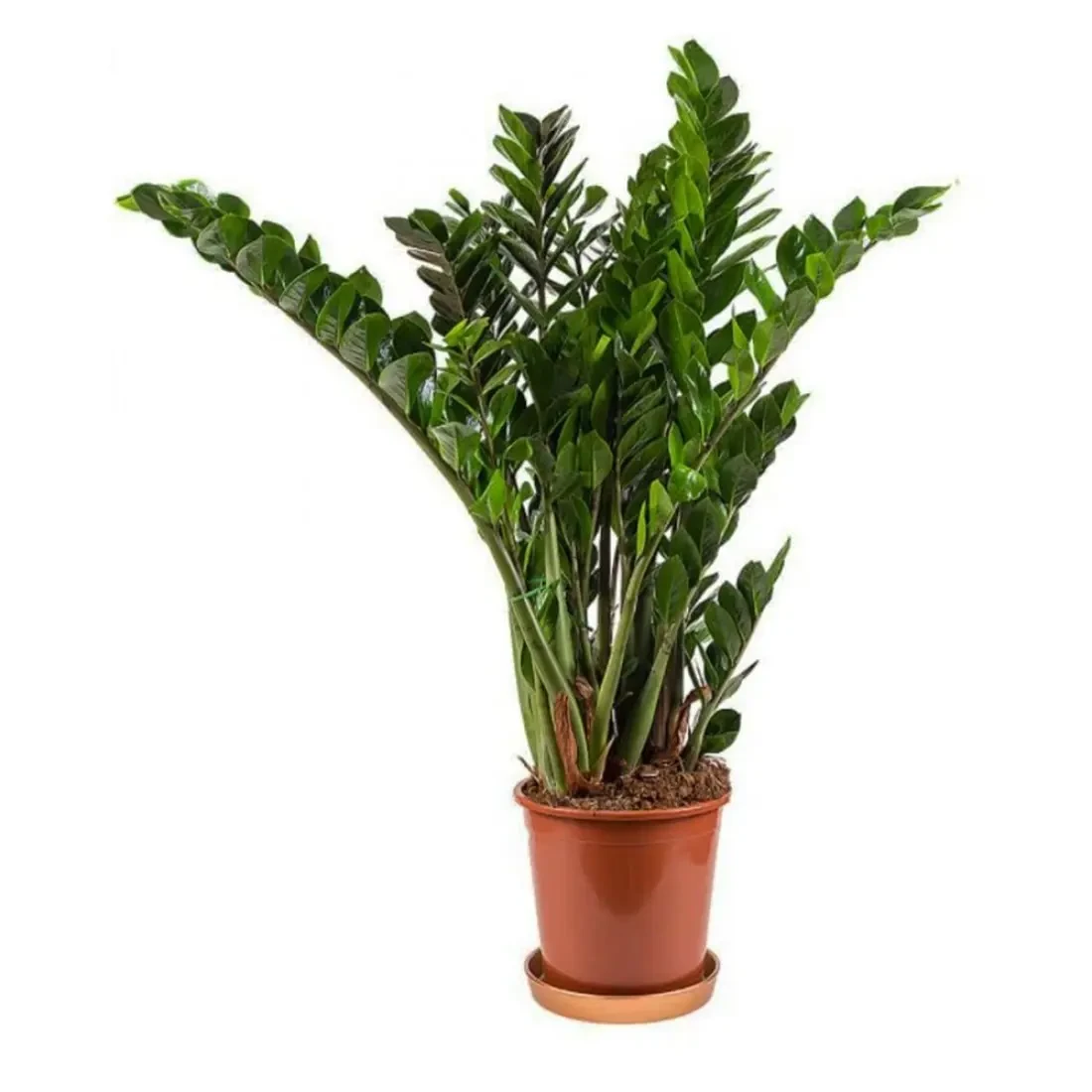 Замиокулькас 1м (2681167924) Замиокулькас 1м (2681167924)