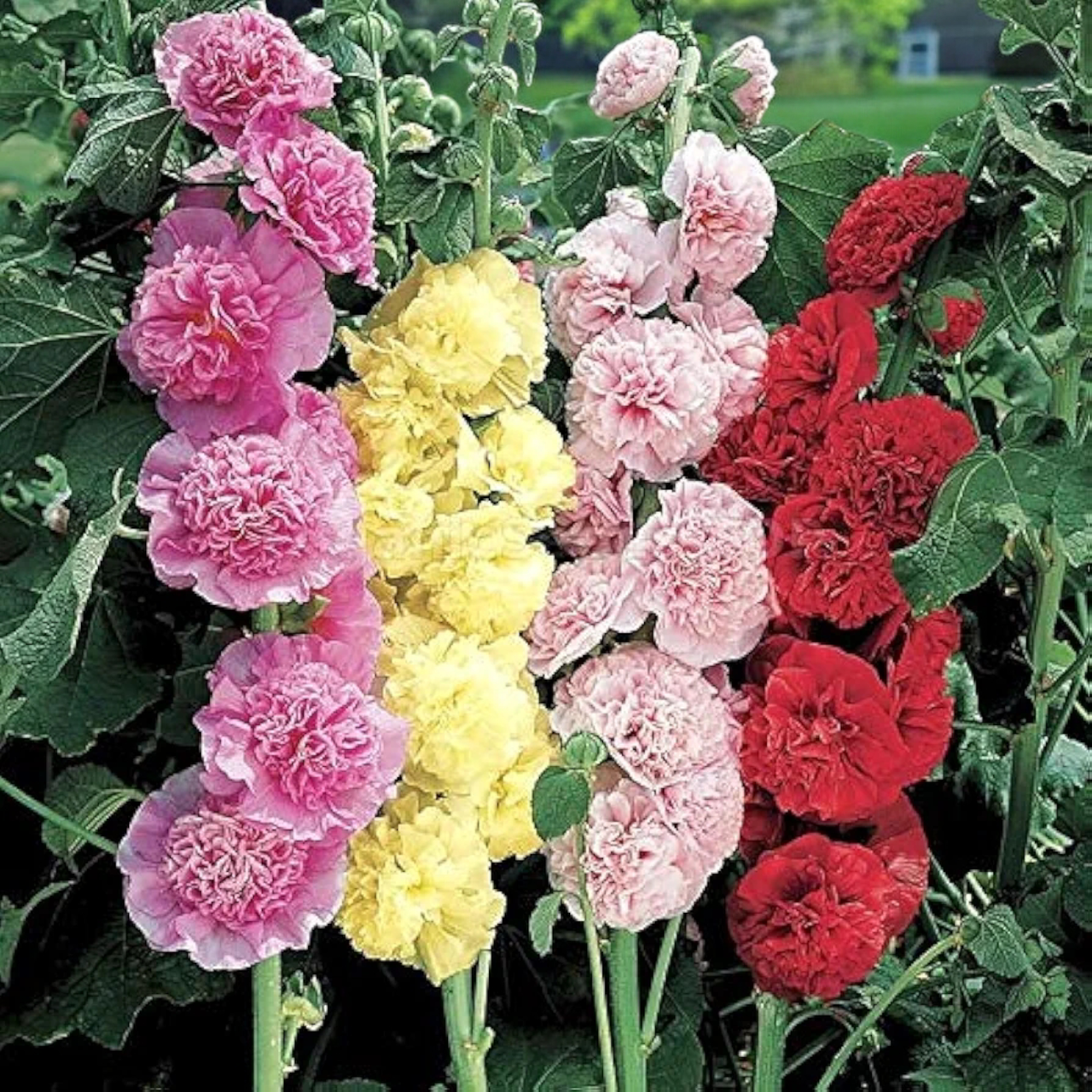 Насіння Мальва махрова Double Terry Mix 10 шт. (2519758385) - фото 2 Насіння Мальва махрова Double Terry Mix 10 шт. (2519758385) - фото 2