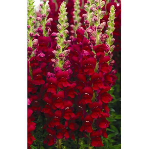 Семена цветов Львиный зев Opus III/IV Red Syngenta 1000 шт. (BN00098)