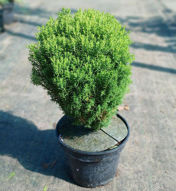 Туя західна thuja occidentalis Teddy карликова