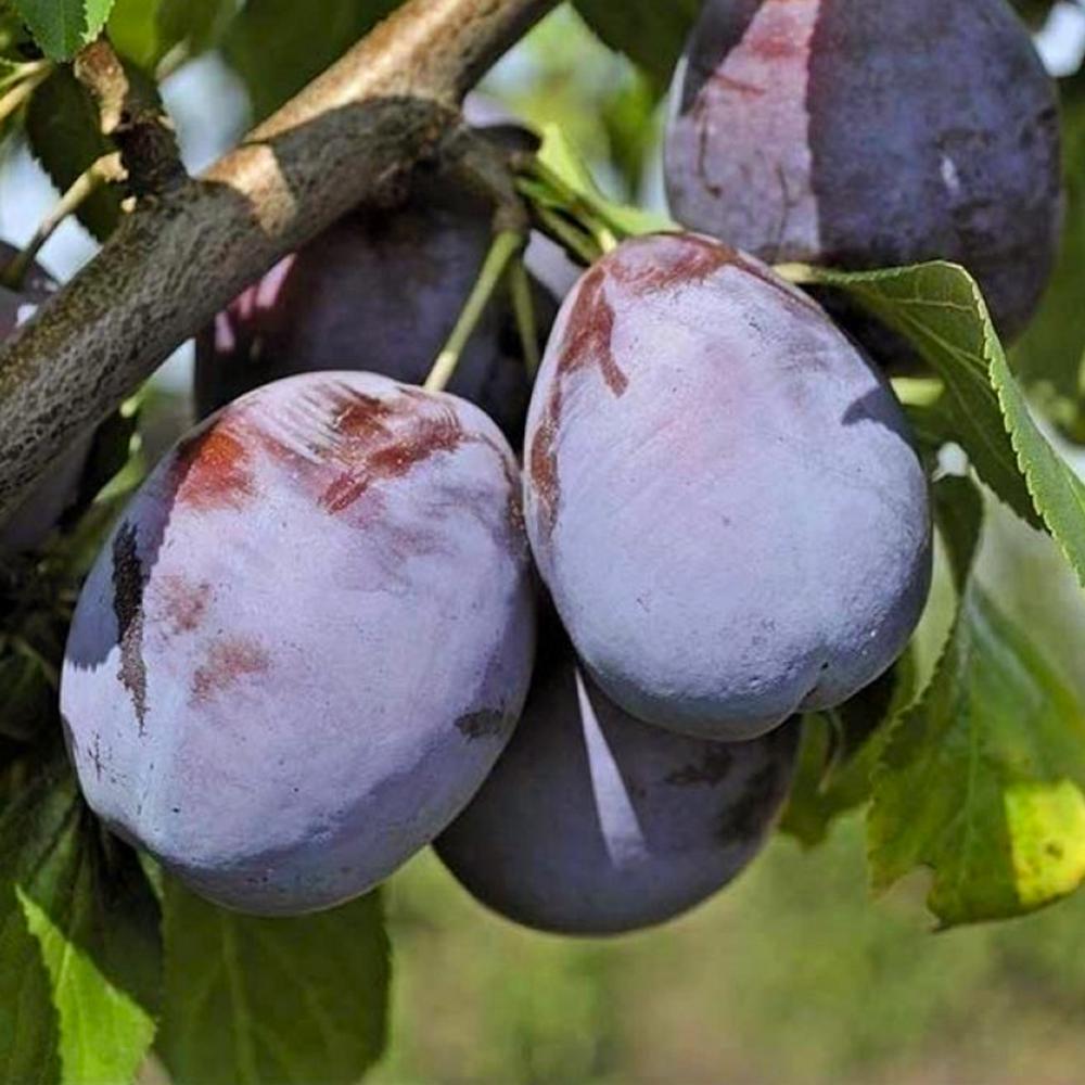 Саженец сливы Амерс 1-летний (14965688)