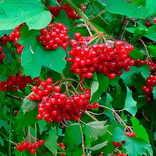 Саджанець Калина Берегиня (178684) Саджанець Калина Берегиня (178684)