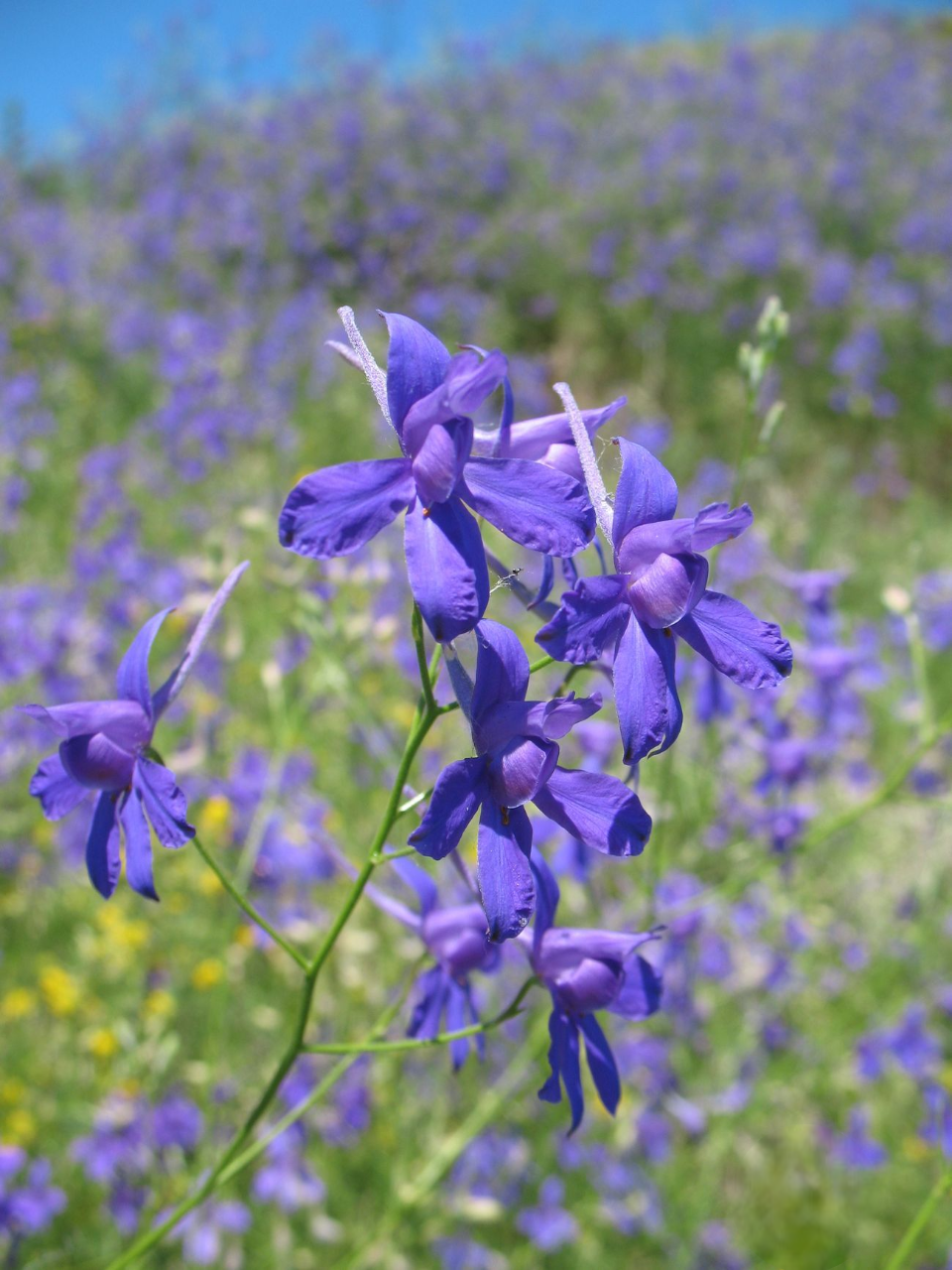 Насіння Сокирки 2 г (2894506228)