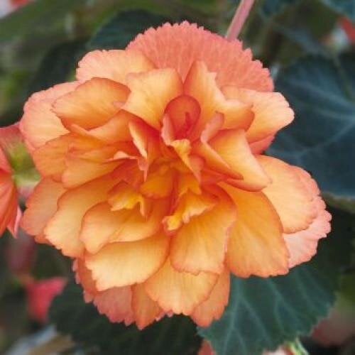 Семена цветов Бегония клубневая Illumination Golden Picotee Benary 50 шт. (BN00334-3)