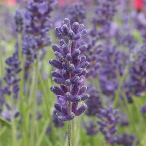 Семена цветов Лаванда узколистная AVIGNON EARLY Blue Kieft Seed 25 шт. (BN08619-4)