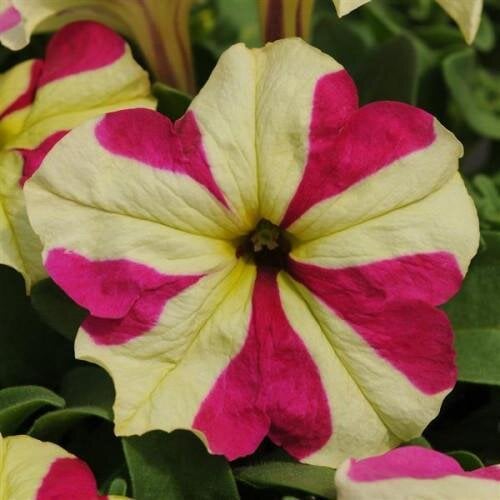 Семена цветов PanAmerican Петуния крупноцветковая SOPHISTICA F1 Lime Bicolor 25 шт. (BN10199-3)