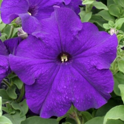 Насіння квітів Floranova Петунія великоквіткова Prism Blue 10 шт. (BN07773-4)