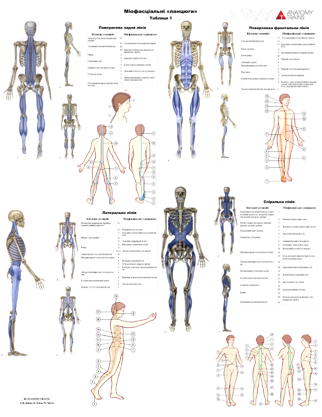 Анатомічний плакат Міофасціальні ланцюги ч. 1 50x64,5 см (0036)