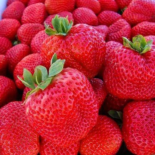 Сажанец Клубника Портола Portola ремонтантный высокоурожайный сорт ранний срок созревания 5 шт. (37282)