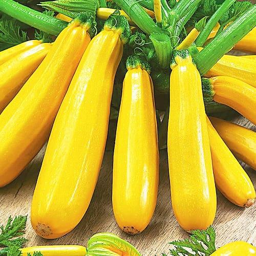 Семена Кабачок-цукіні Florium Якір (18858)