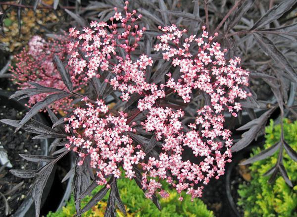 Саджанець бузини чорної Black lace горщик р9 (2839012551)