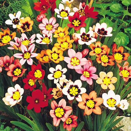 Спараксис Tricolor Mix (4446)